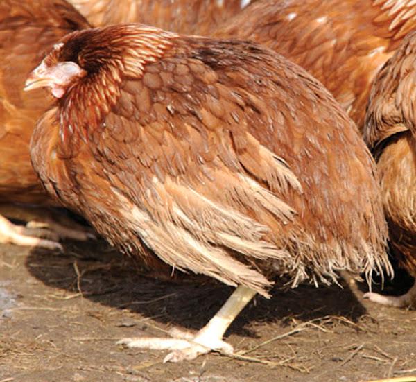 La volaille Malade de la Baie de Poulet et de Premiers soins: Un Guide Complet