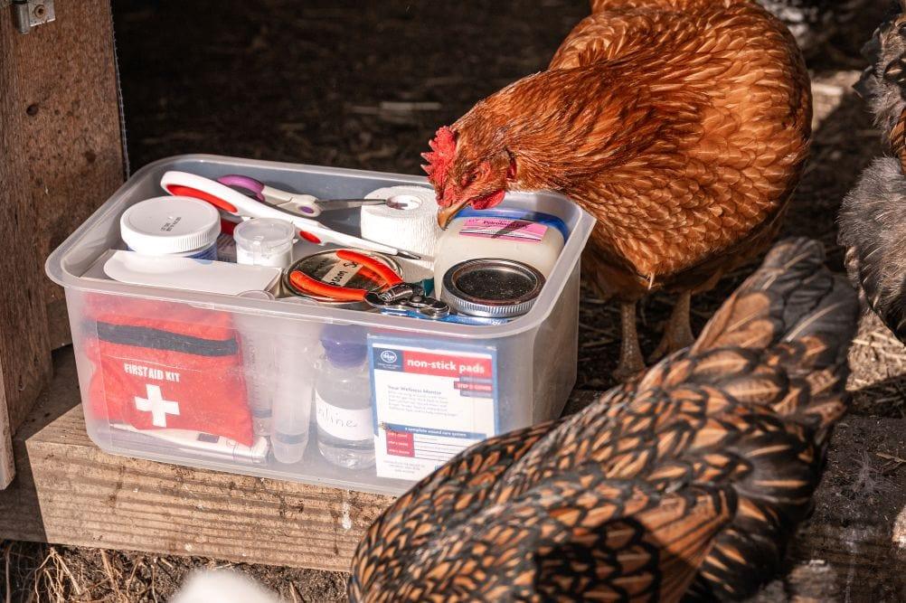 La volaille Malade de la Baie de Poulet et de Premiers soins: Un Guide Complet