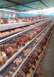 Les coûts et les Avantages de la Volaille en Batterie de Cages: Guide Complet