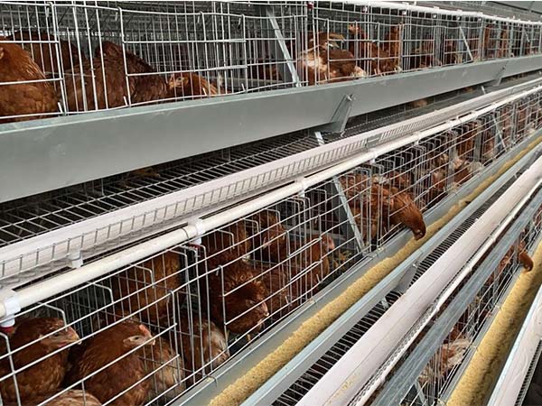 Les coûts et les Avantages de la Volaille en Batterie de Cages: Guide Complet