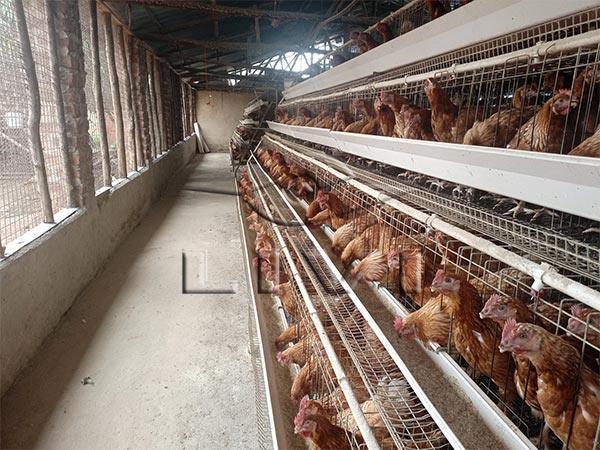 Les coûts et les Avantages de la Volaille en Batterie de Cages: Guide Complet