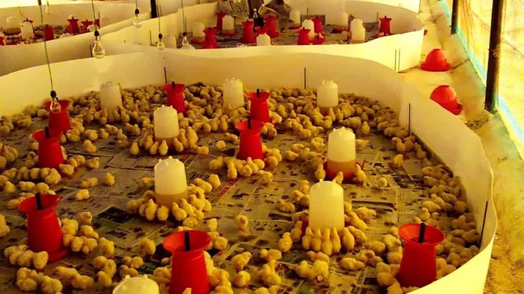 Couveuse Maison de Configuration et de Gestion: Guide Complet pour le Succès Poussin Couver