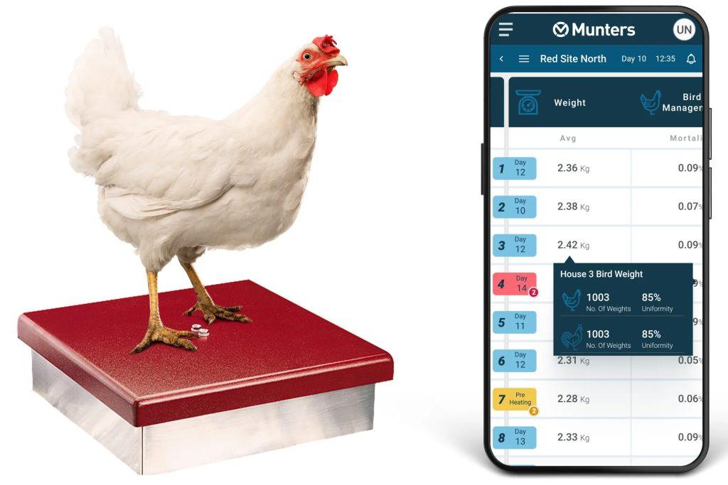 La volaille Oiseau de Surveillance du Poids: le Guide Indispensable à la Gestion du Troupeau