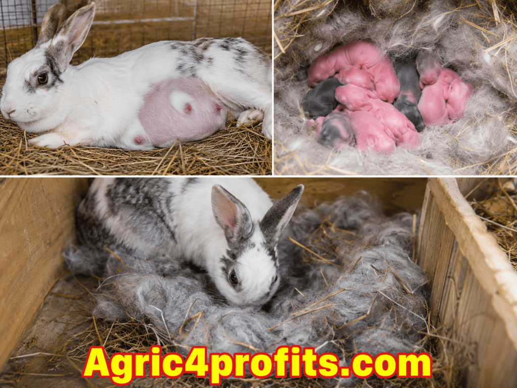 Les principes de la Reproduction chez le Lapin