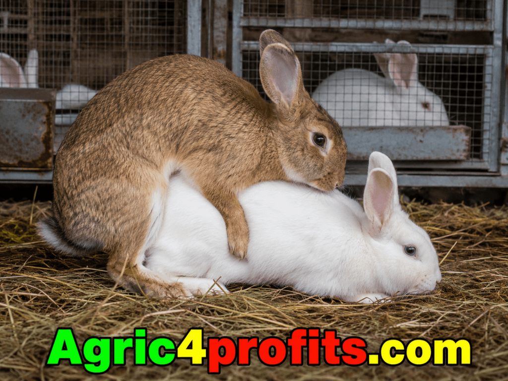 Les principes de la Reproduction chez le Lapin