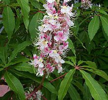 15 Medicinal Health Benefits Of Aesculus indica (Indian Horse Chestnut)