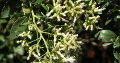 18 Medicinal Health Benefit Of Baccharis halimifolia (Groundsel Bush)
