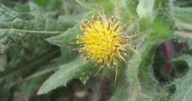 14 Medicinal Health Benefits of Cnicus (Blessed Thistle)