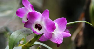 10 Medicinal Health Benefits of Dendrobium Nobile (Noble Dendrobium)