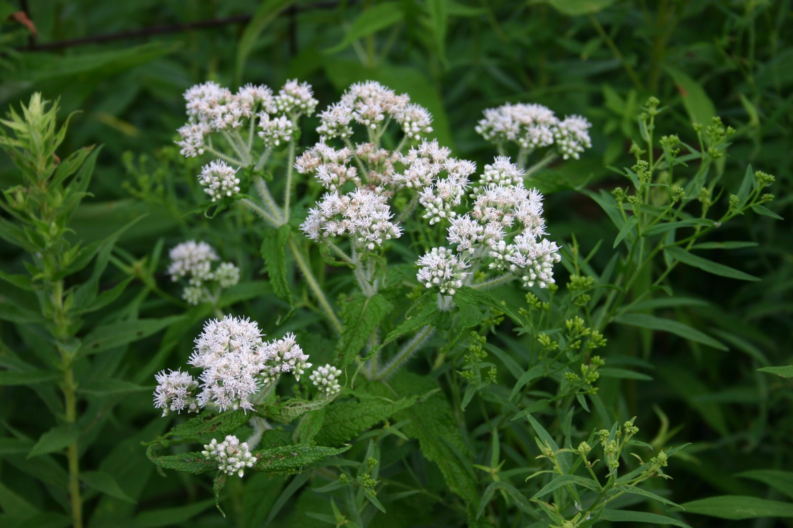 12 Medicinal Health Benefis Of Eupatorium perfoliatum (Boneset)