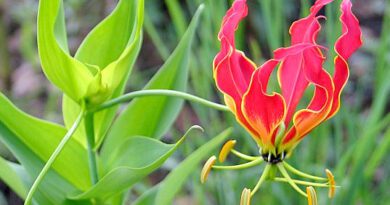 15 Medicinal Health Benefits Of Gloriosa Plant (Glory Lily)