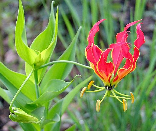 15 Medicinal Health Benefits Of Gloriosa Plant (Glory Lily)