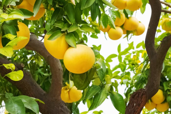 Grapefruit Pedicel