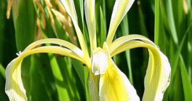 18 Medicinal Health Benefits of Iris kerneriana (Kerner's Iris)