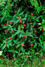 10 Medicinal Health Benefits of Parika (Palicourea tomentosa)