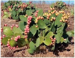 13 Medicinal Health Benefits of Prickly Pear (Opuntia)
