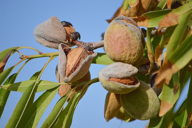 How To Grow Almond and Its Benefits