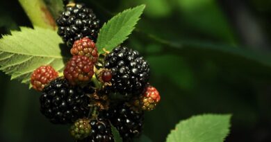 Complete Guide on How to Grow Blackberries