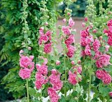 16 Medicinal Health Benefits Of Alcea rose (Hollyhock)