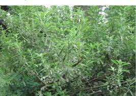 10 Medicinal Health Benefits of African Rosewood (Otostegia Integrifolia)