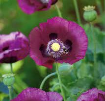 Health Benefits and Side Effects of Opium Poppy (Papaver Somniferum)