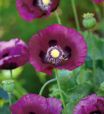 Health Benefits and Side Effects of Opium Poppy (Papaver Somniferum)