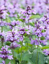 All You Need To Know About Catmint Plant All You Need To Know About Catmint Plant