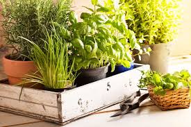 Everything You Need To Know About Growing Herbs