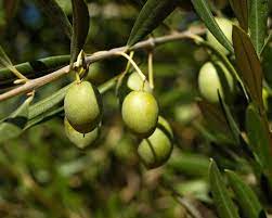 10 Medicinal Health Benefits of Olive (Olea europaea)