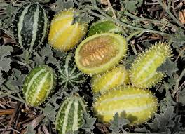 19 Medicinal Health Benefits Of Cucumis prophetarum (Wild Cucumber)