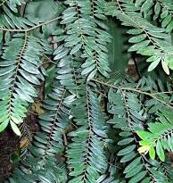 21 Medicinal Health Benefits Of Diospyros seychellarum (Seychelles Ebony)