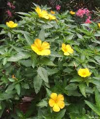 Growing Guide And Health Benefits Of Damiana Plant