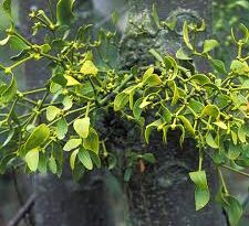 16 Medicinal Health Benefits Of European Mistletoe (Viscum album)