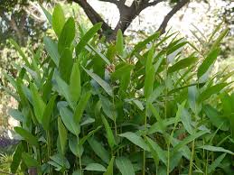 15 Medicinal Health Benefits Of Alpinia nigra (Black Galangal)