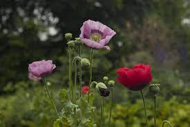 6 Medicinal Health Benefits of Opium Poppy (Papaver Somniferum)