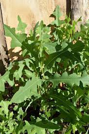 8 Medicinal Health Benefits of Lactuca Virosa (Opium Lettuce)