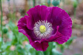 Health Benefits and Side Effects of Opium Poppy (Papaver Somniferum) Health Benefits and Side Effects of Opium Poppy (Papaver Somniferum)