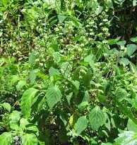 17 Medicinal Health Benefits of Campeche Basil (Ocimum campechianum)