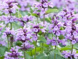 All You Need To Know About Catmint Plant All You Need To Know About Catmint Plant