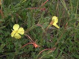 11 Medicinal Health Benefits of Evening Primrose (Oenothera pubescens)