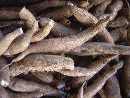 Cassava Fruits