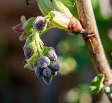 Currants Buds