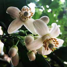 Grapefruit Flowers: Economic Importance, Uses and By-products Grapefruit Flowers