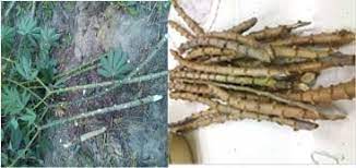 Cassava Branches