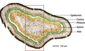 Grapefruit Phloem