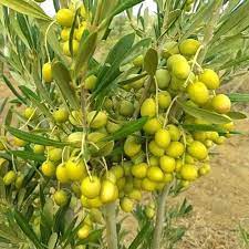 Olive Fruit: