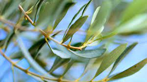 Olive Leaves: Economic Importance, Uses, and By-Products