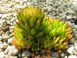 15 Medicinal Health Benefits of Rock Pine (Orostachys Japonica)