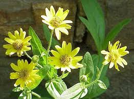 11 Health Benefits of Arnica Herb