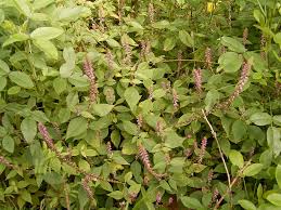 23 Medicinal Health Benefits Of Achyranthes Aspera (Prickly Chaff Flower)